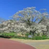 Magnolia Kobus - Magnolia De Kobe