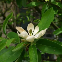 Magnolia Virginiana Glauca - Magnolia De Virginie