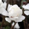 Magnolia Loebneri Wildcat