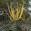 Mahonia Oiwakensis Subsp. Lomariifolia