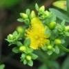 Millepertuis - Hypericum Kalmianum Cobalt-n-Gold