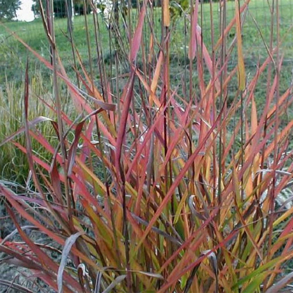 Miscanthus Sinensis Purple Fall® - Eulalie, Roseau De Chine 1 Miscanthus Sinensis Purple Fall® - Eulalie, Roseau De Chine