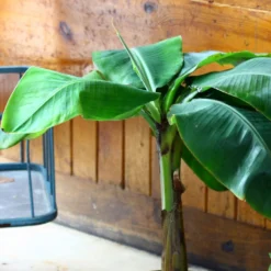 Musa Basjoo Tchetchenia - Bananier Du Japon