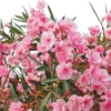 Laurier Rose - Nerium Oleander