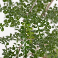 Operculicarya Decaryi - Faux-poivrier Du Japon