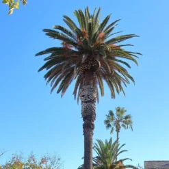 Phoenix Andamanensis - Palmier Des îles Andaman