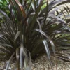 Phormium Cookianum Black Adder - Lin Des Montagnes.