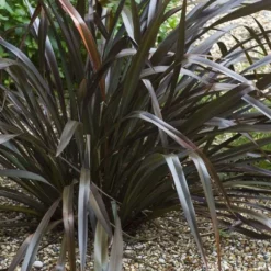 Phormium Cookianum Black Adder - Lin Des Montagnes.