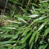 Phyllostachys Aureosulcata - Bambou Moyen
