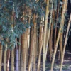 Phyllostachys Viridis Sulphurea - Bambou