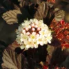 Physocarpus Opulifolius Summer Wine