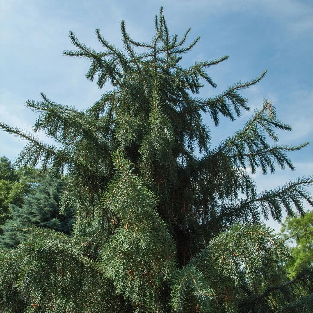 Picea Breweriana - Epicéa De Brewer 1 Picea Breweriana - Epicéa De Brewer