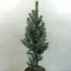 Epicea Bleu - Picea Pungens Iseli Fastigiate