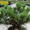 Pin De Montagne - Pinus Mugo Carsten's Wintergold