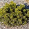 Pinus Mugo Pumilio - Pin De Montagne