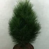 Pinus Nigra Green Tower - Pin Noir