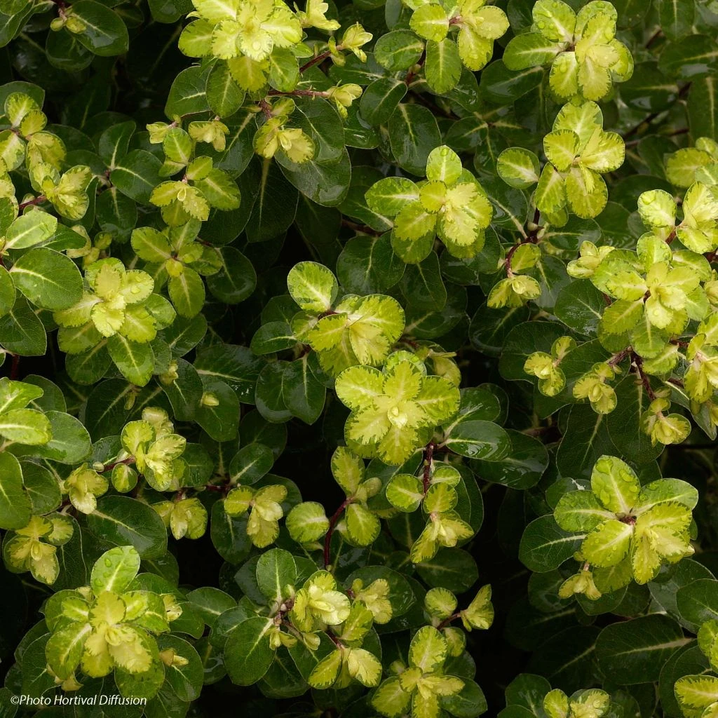 Pittosporum Tenuifolium Abbotsbury Gold 1 Pittosporum Tenuifolium Abbotsbury Gold