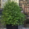 Pittosporum Tenuifolium Emerald Dome