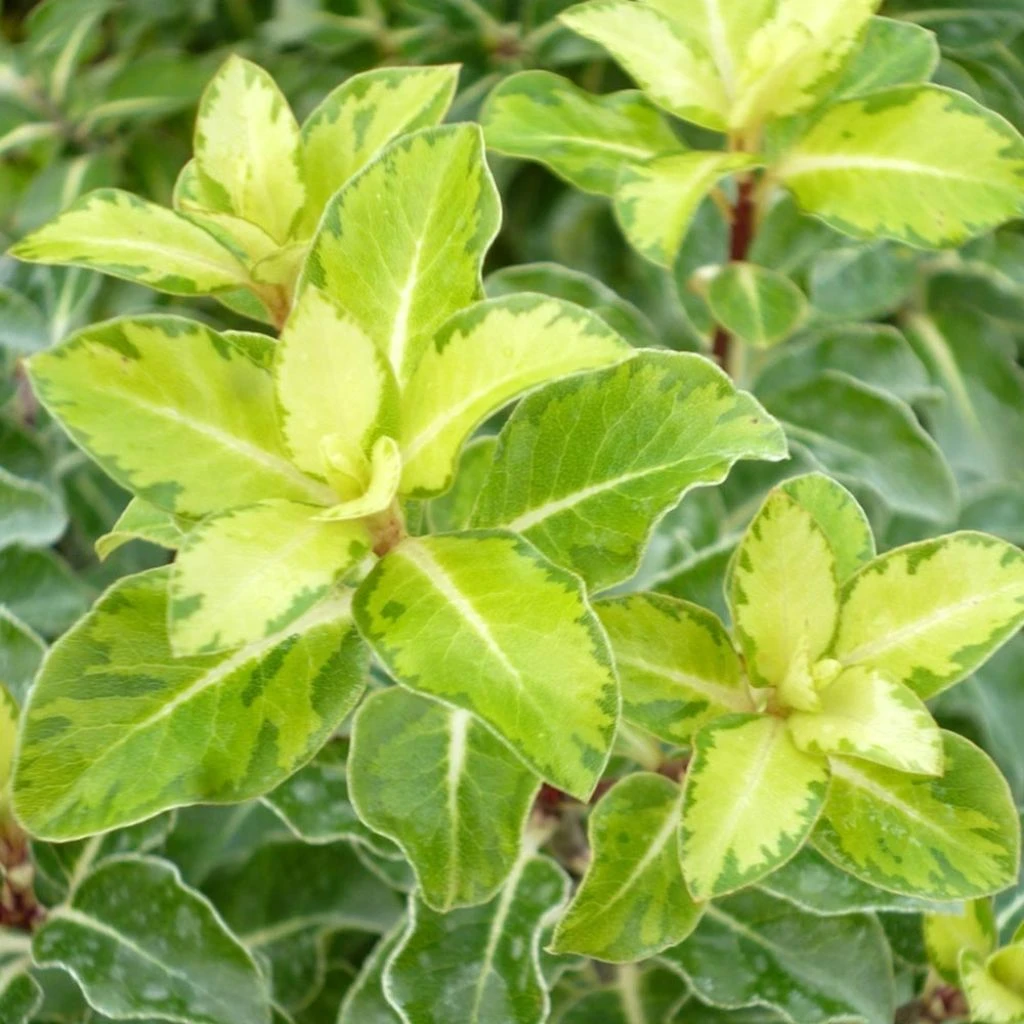 Pittosporum Tenuifolium Gold Star 1 Pittosporum Tenuifolium Gold Star