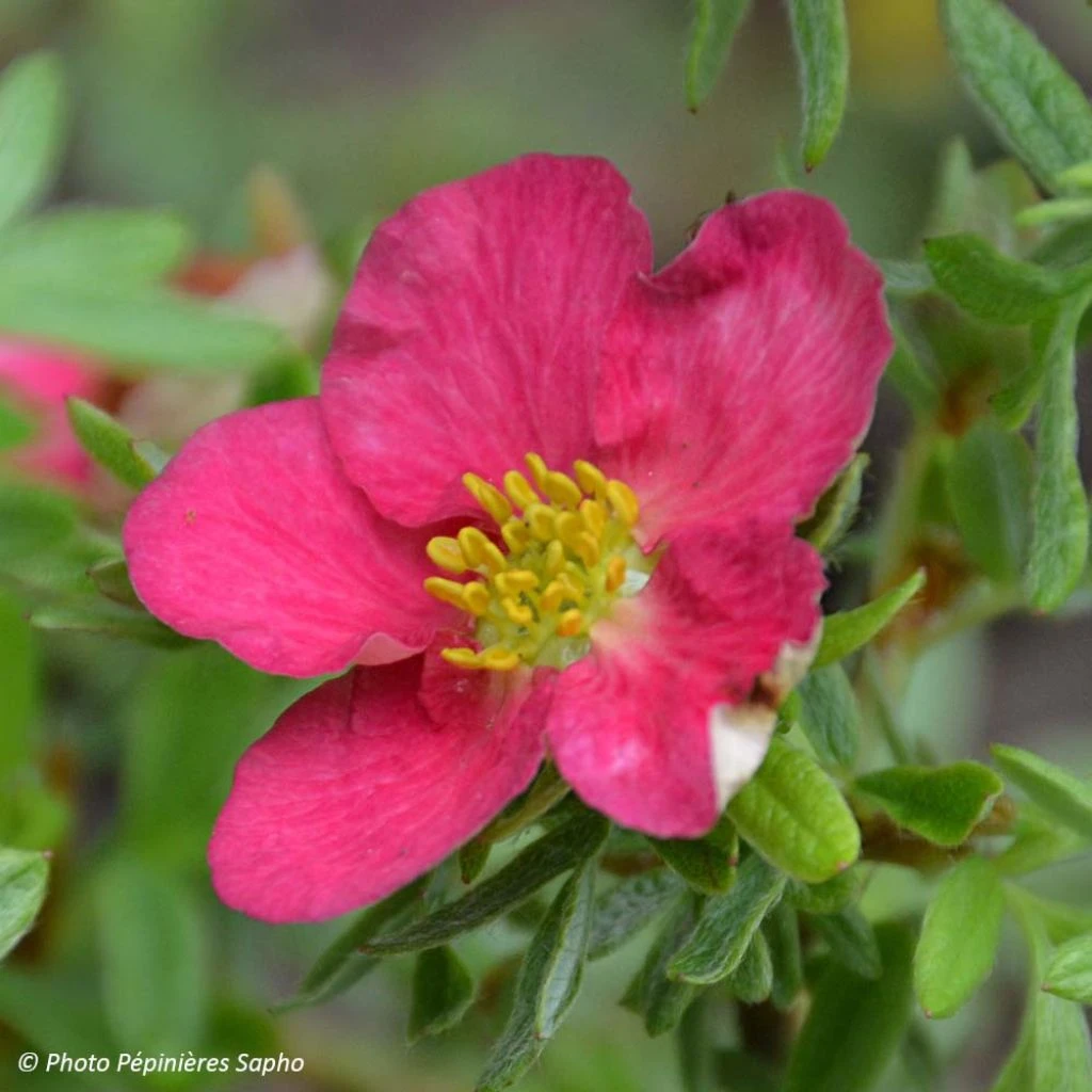 Potentilla Fruticosa Bellissima - Potentille Arbustive 1 Potentilla Fruticosa Bellissima - Potentille Arbustive