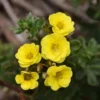 Potentilla Fruticosa Citrus Tart- Potentille Arbustive