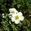 Potentilla Fruticosa Tilford Cream- Potentille Arbustive