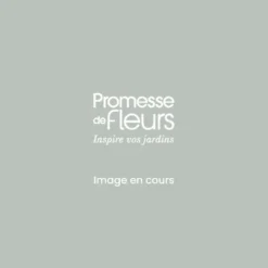 Rosier à Fleurs Groupées Garance - Racines Nues En Motte