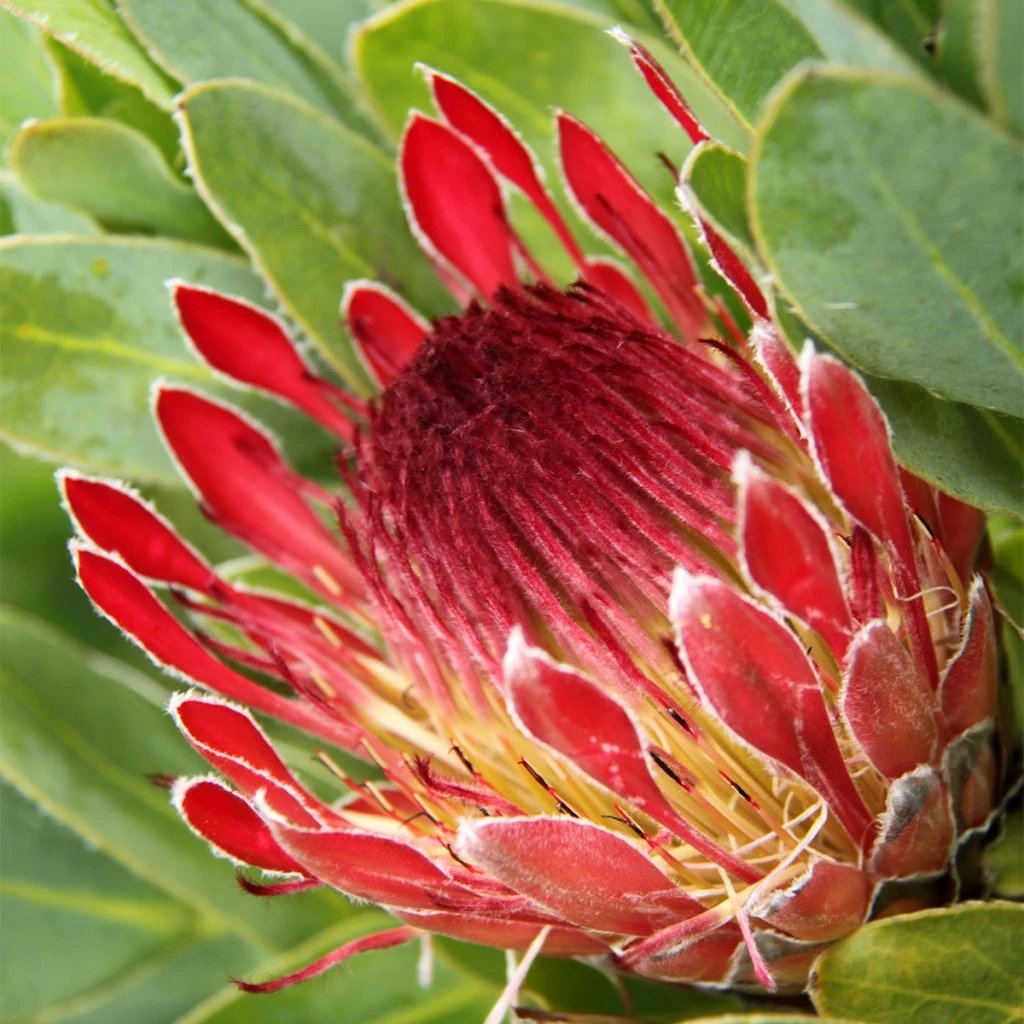 Protea Eximia - Protée à Feuilles Larges 1 Protea Eximia - Protée à Feuilles Larges