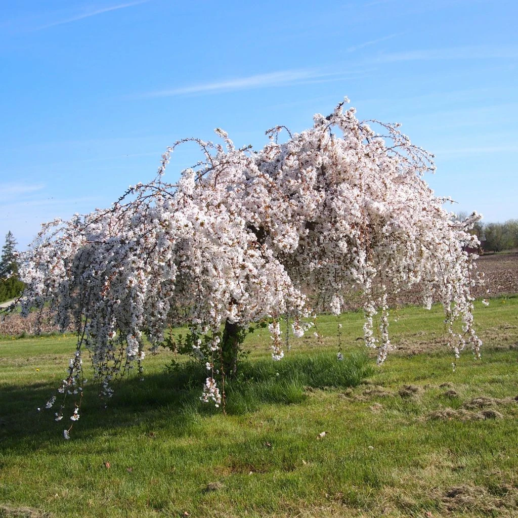 Cerisier à Fleurs - Prunus Snow Fountains 1 Cerisier à Fleurs - Prunus Snow Fountains