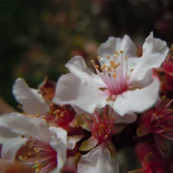 Ragouminier - Prunus Tomentosa