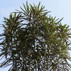 Pseudopanax Crassifolius (crassifolium)