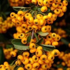 Pyracantha Coccinea Saphyr Jaune - Buisson Ardent