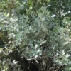 Rhamnus Alaternus Argenteovariegata