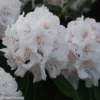 Rhododendron Boddaertianum - Grand Rhododendron
