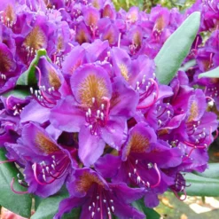 Rhododendron Marcel Ménard