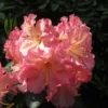 Rhododendron Hybride Naselle