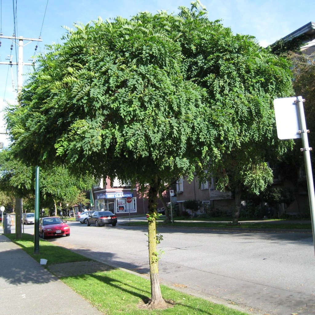 Robinia Pseudoacacia Umbraculifera - Acacia Boule. 1 Robinia Pseudoacacia Umbraculifera - Acacia Boule.