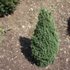 Epinette Blanche - Picea Glauca Piccolo