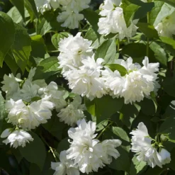 Seringat Minnesota Snowflake - Philadelphus Virginalis