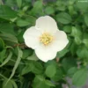Seringat Du Mexique - Philadelphus Mexicanus
