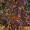 Sorbus Aucuparia Autumn Spire - Sorbier Des Oiseleurs