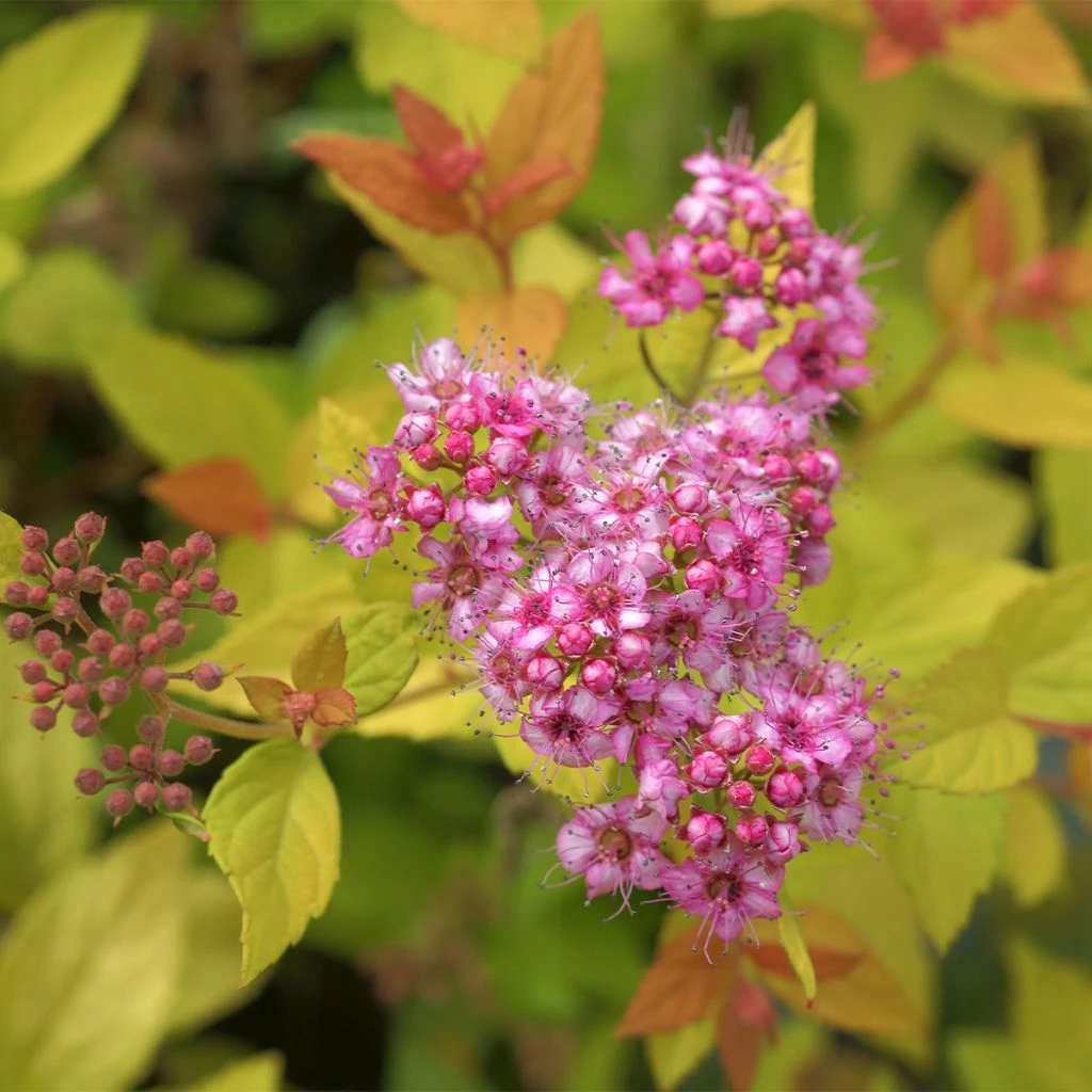 Spirée Japonaise - Spiraea Japonica Pink & Gold 1 Spirée Japonaise - Spiraea Japonica Pink & Gold