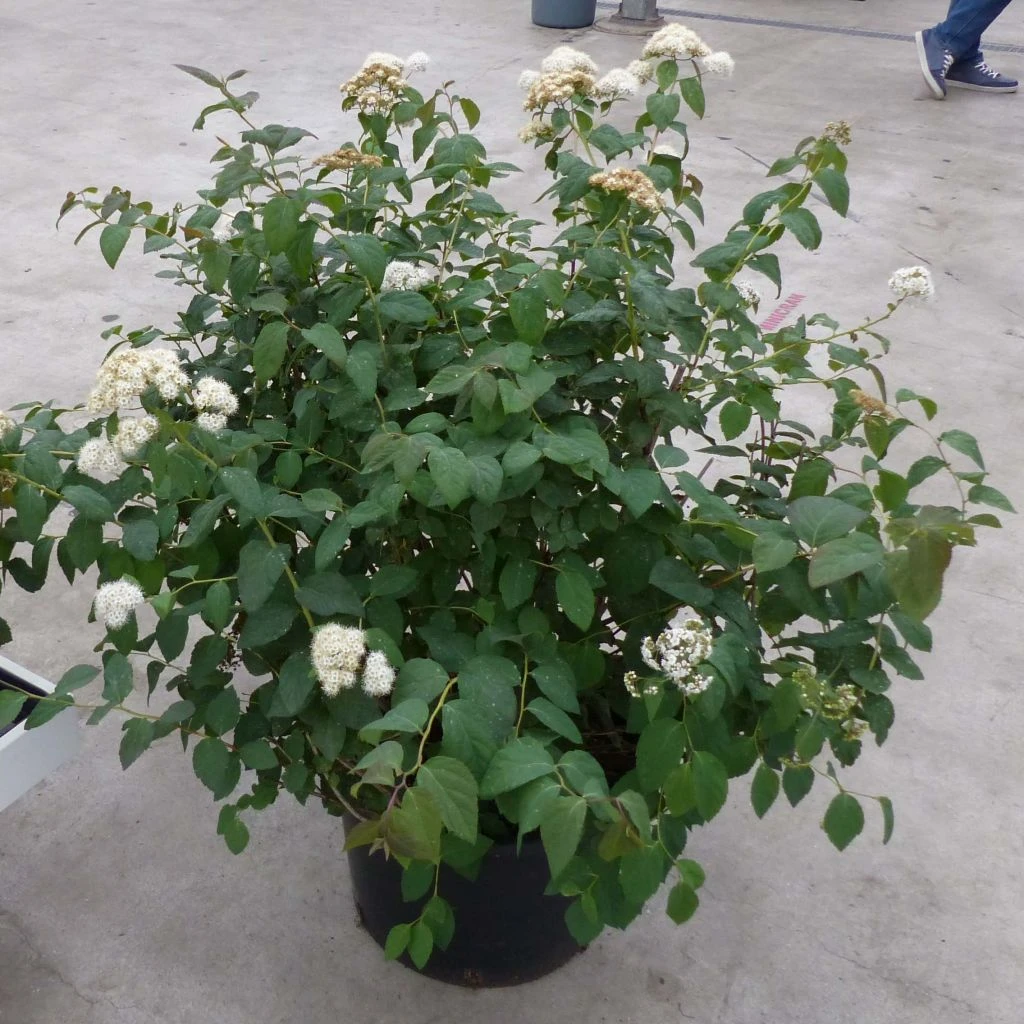 Spirée Double Play Blue Kazoo - Spiraea Japonica 1 Spirée Double Play Blue Kazoo - Spiraea Japonica