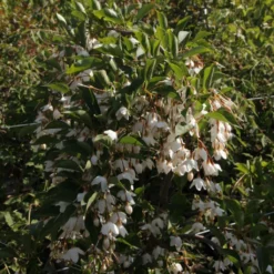 Styrax Japonica Fragrant Fountain