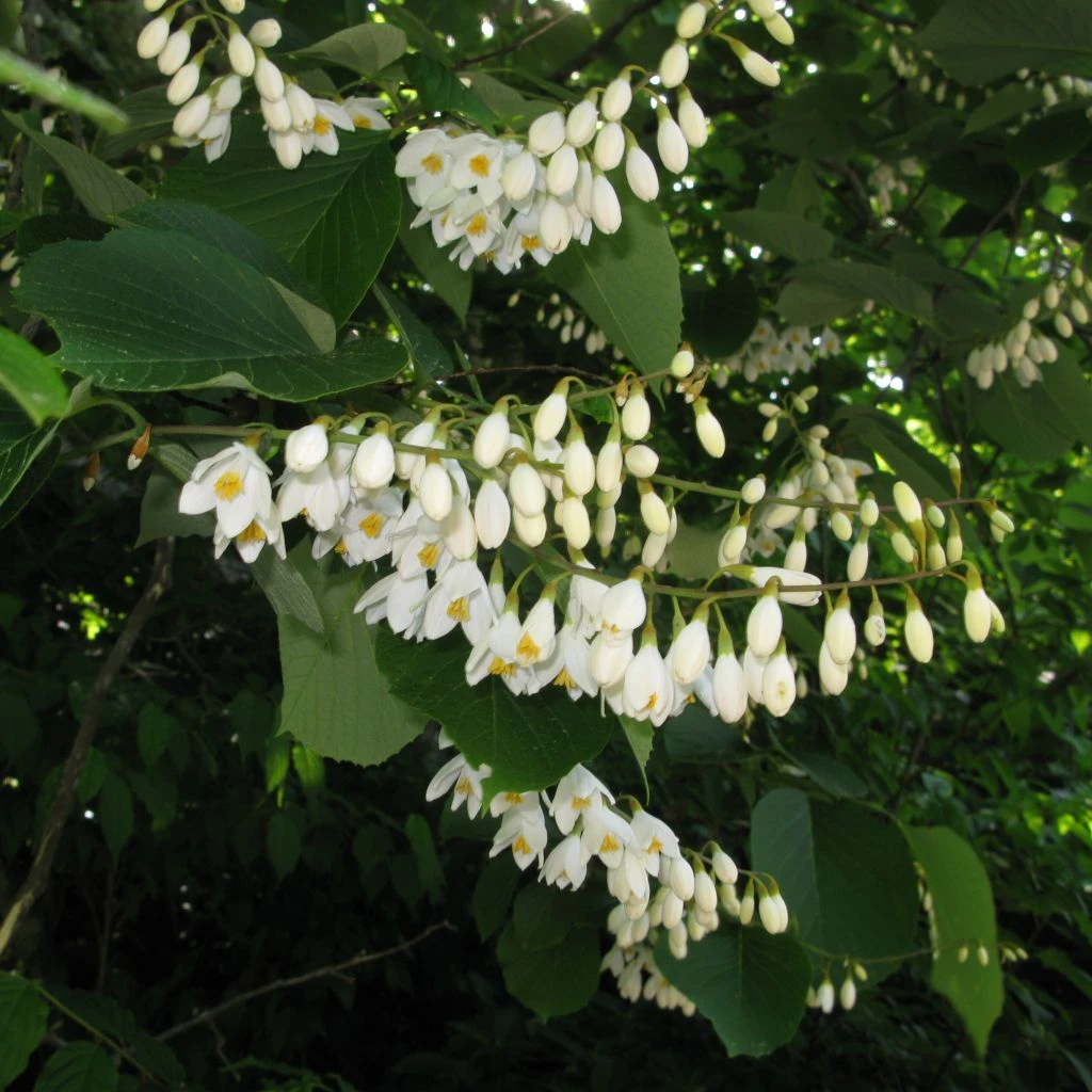 Styrax Obassia - Styrax à Grandes Feuilles 1 Styrax Obassia - Styrax à Grandes Feuilles