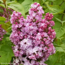 Lilas - Syringa Vulgaris Belle De Nancy