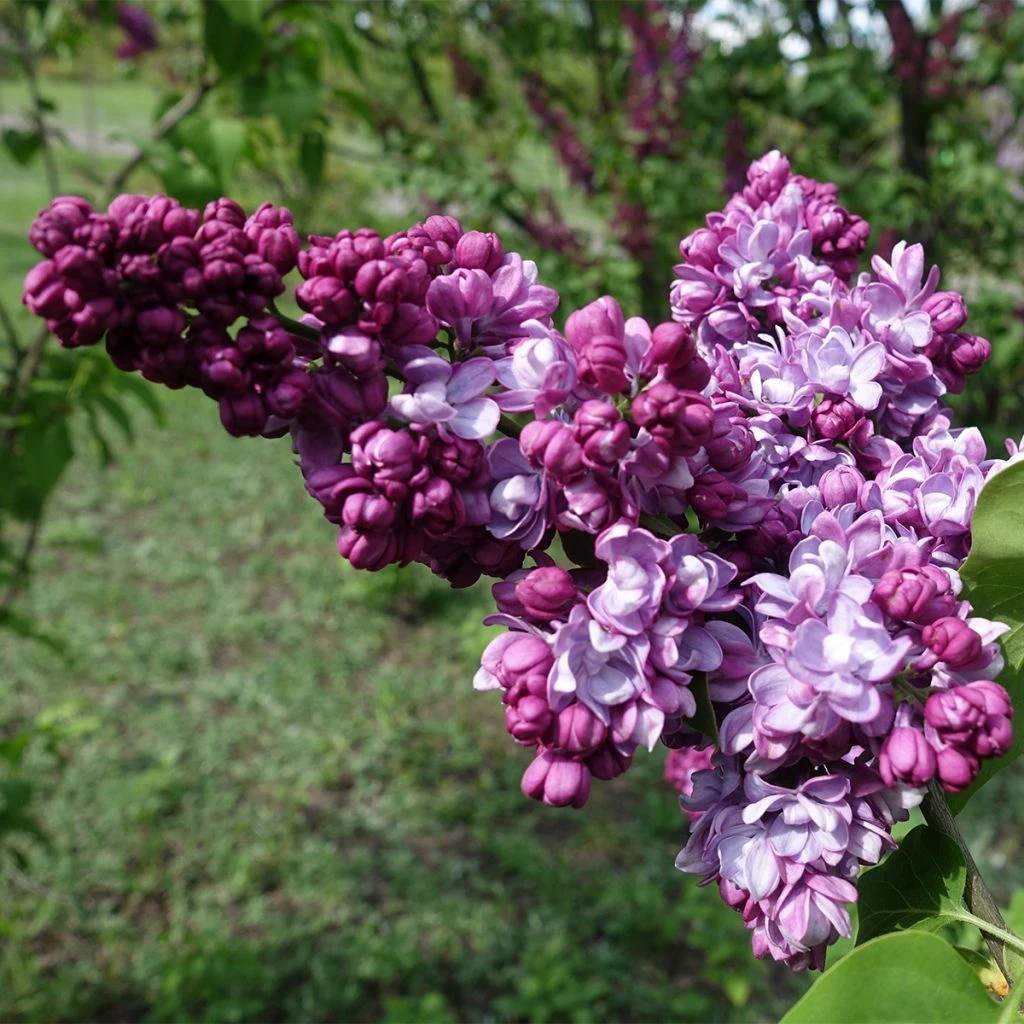Lilas Commun - Syringa Vulgaris Paul Thirion 1 Lilas Commun - Syringa Vulgaris Paul Thirion