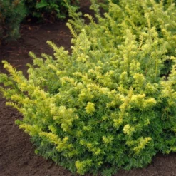 Taxus Baccata Summergold - If Commun Doré