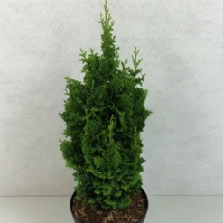 Thuya Du Canada - Thuja Occidentalis Zmatlik