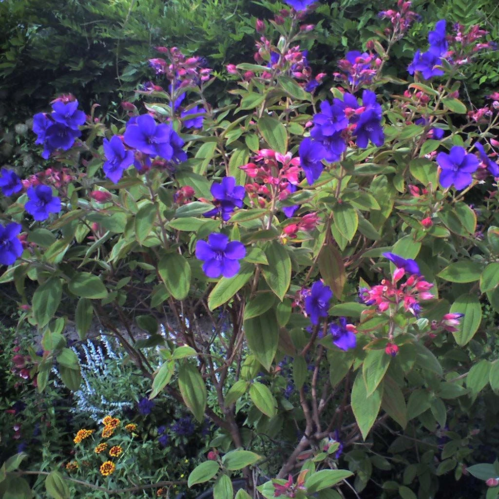 Tibouchina Urvilleana - Tibouchine D'Urville. 1 Tibouchina Urvilleana - Tibouchine D'Urville.